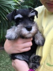 Štěňata malého knírače k adopci.