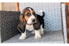 tata Basset Hound..