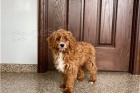 Rozkon tata Cavapoo.