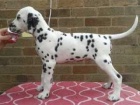 Roztomilé štěňátka Reg Dalmatian.