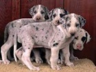 Roztomil tata Great Dane pipravena.