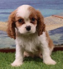 Zdrav a krsn tata Kavalr King Charles Spaniel k adopci. 