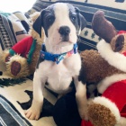 Štěňata německé dogy k adopci