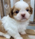 hygienicky a sociln vykolen tata SHIH TZU k adopci