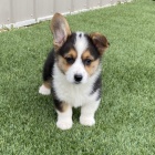 krsn okovan tata Pembroke Welsh Corgi k adopci