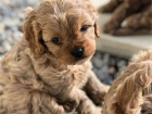 Vynikajc tata Cavapoo.