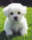istokrevn tata Bichon Frise.