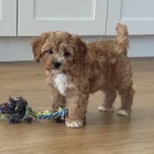 Ohromujc tata Maltipoo pipravena.