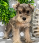 Štěňata malého knírače k adopci.