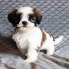 Prodm tata SHIH TZU