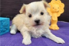 Maltipoo tata k adopci zdarma.