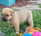 4 tata Cane Corso, 2 pejsci a 2 fenky.