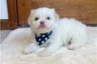 Ohromujc tata Maltipoo.