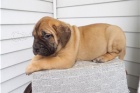 Bullmastiff tata.