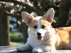 Welsh Corgi štěňata