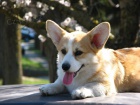 Welsh Corgi štěňata