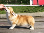 Welsh Corgi štěňata