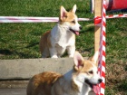 Welsh Corgi štěňata