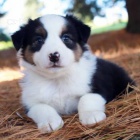 Rozkošná štěňátka australského ovčáka k adopci
