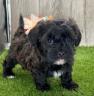 havanese tata k adopci