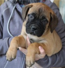 Zdrav tata Bullmastiff