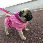 Krásná béžová štěňata mopse k adopci