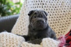 Rodokmen Štěňata Shar Pei.