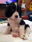 štěňata pejska a fenky anglického špringršpaněla k adopci.