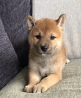 Rozkon a krsn ttka shiba inu k adopci