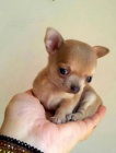 zdravá mini štěňata čivavy k adopci