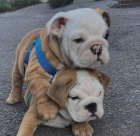 Krásná štěňata anglického buldočka k adopci