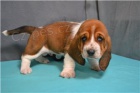 Roztomil tata Basset Hound.