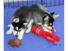 Štěňata sibiřského husky.