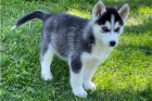 Štěňata sibiřského husky.