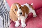 tata Basset Hound.