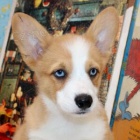 �t�n� americk�ho Corgiho