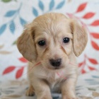 �t�n� jezev��ka