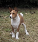 2 Basenji loveck tata muzy a zeni