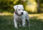 okovan a oderven tata Dogo argentino k adopci.