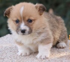 krásná a andělská štěňata Pembroke Welsh Corgi na prodej.