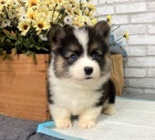 krásná a zdravá očkovaná štěňata Pembroke Welsh Corgi k adopci