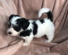 rozkošná a zdravá mini štěňátka havanese