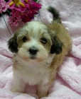 roztomil a zdrav mini havanese tata k adopci