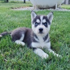 krsn ena a mu sibisk husky s krsnma modrma oima k adopci.