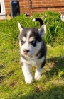 sibisk husky s krsnma modrma oima k adopci.