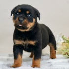 Zdrav TATA ROTTWEILERA k adopci.