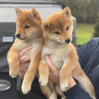 Rozkošná a krásná očkovaná štěňátka shiba inu k adopci