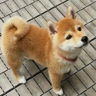 štěňata shiba inu k adopci
