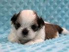 Shih-tzu, i-tzu ttka s PP