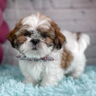 Prodám štěňata SHIH TZU